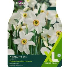 Taylors Bulbs Narcissus Pheasants Eye XL