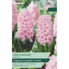 Taylors Bulbs Hyacinth Pink Elephant