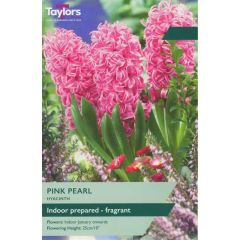 Taylors Bulbs Indoor Hyacinth Pink Pearl