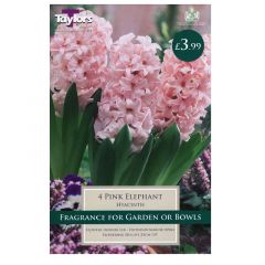 Hyacinth Pink Elephant  - Taylor's Bulbs