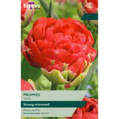 Taylors Bulbs Tulip Promiss