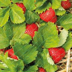 Westland Grow-It  Protective Fruit & Crop Netting 6x4m