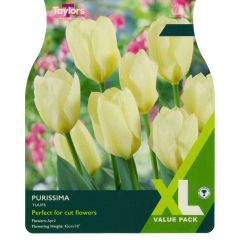Taylors Bulbs Tulip Purissima XL