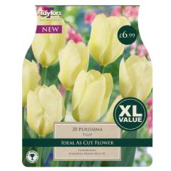 Tulip Purissima Xl - Taylor's Bulbs