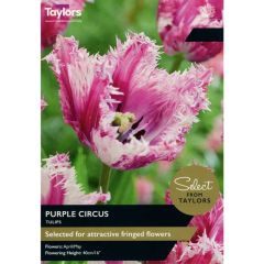 Taylors Bulbs Tulip Purple Circus