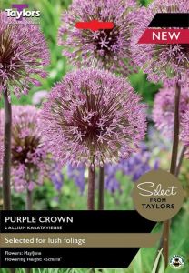 Allium Karataviense Purple Crown - Taylor's Bulbs