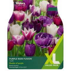 Taylors Bulbs Tulip Purple Rain Fusion XL