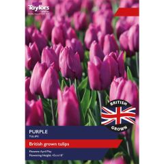 Taylors Bulbs British Grown Purple Tulips