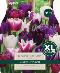 Tulip Purple Rain Fusion 25 Pack - Taylors Bulbs