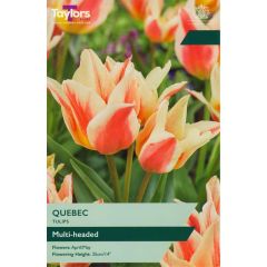 Taylors Bulbs Tulip Quebec