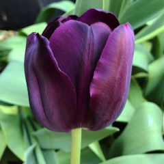 Tulip Queen Of Night 50 Pack - Taylor's Bulbs