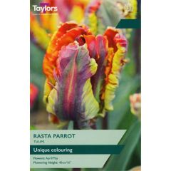 Taylors Bulbs Tulip Rasta Parrot