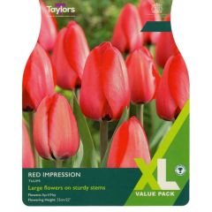 Taylors Bulbs Tulip Red Impression XL