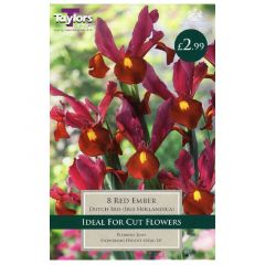 Iris Red Ember  - Taylor's Bulbs