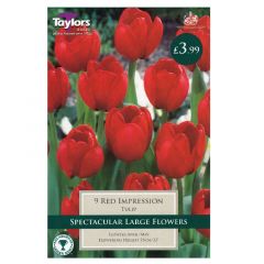 Tulip Red Impression  - Taylor's Bulbs