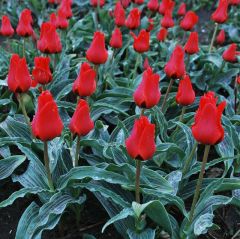 Tulip Red Riding Hood 75 Pack - Taylor's Bulbs