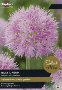 Taylors Bulbs Allium Carolinianum Rosy Dream