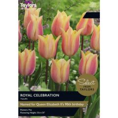 Taylors Bulbs Tulip Royal Celebration