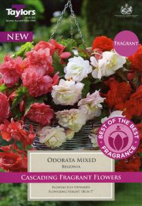 Begonia Odorata Mixed - Taylor's Bulbs