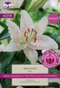 Lily Muscadet - Taylor's Bulbs