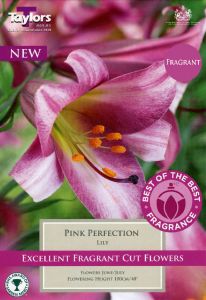 Lily Pink Perfection - Taylor's Bulbs