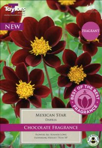 Dahlia Mexican Star 2 Pack - Taylors Bulbs