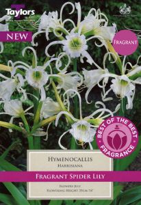 Hymenocallis Harrisiana - Taylor's Bulbs