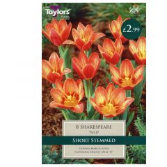 Tulip Shakespeare  - Taylor's Bulbs