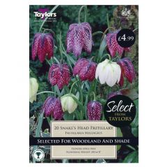 Fritillaria Meleagris 20 Pack - Taylor's Bulbs