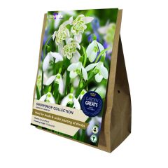 Taylors Bulbs Snowdrop Collection - Garden Greats