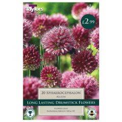 Allium Sphaerocephalon 20 Pack - Taylor's Bulbs