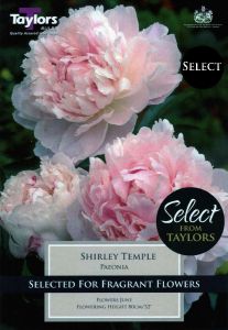 Paeonia Shirley Temple - Taylor's Bulbs