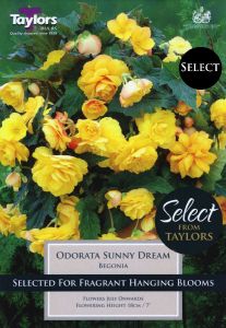 Begonia Odorata Sunny Dream - Taylor's Bulbs