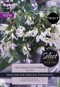 Begonia Boliviensis Santa Barbara - Taylor's Bulbs