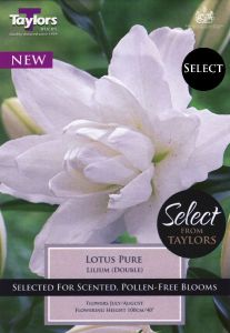 Lily Lotus Pure - Taylor's Bulbs