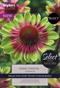 Echinacea Green Twister - Taylor's Bulbs