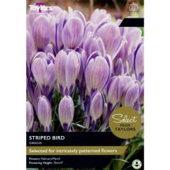 Taylors Bulbs Crocus Striped Bird