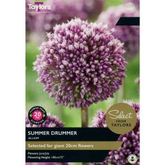 Taylors Bulbs Allium Summer Drummer