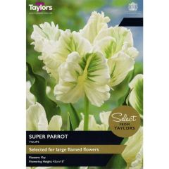 Taylors Bulbs Tulip Super Parrot