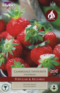 Strawberry Cambridge Favourite - Taylor's Bulbs