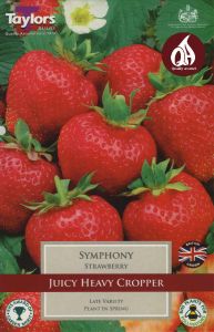 Strawberry Symphony - Taylor's Bulbs
