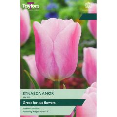 Taylors Bulbs Tulip Synaeda Amor