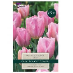 Tulip Synaeda Amor 9 Pack - Taylor's Bulbs