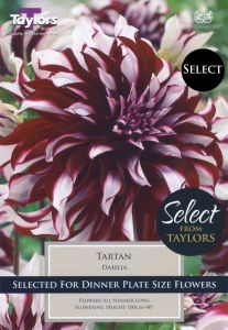 Dahlia Tartan - Taylor's Bulbs