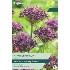 Taylors Bulbs Allium Atropurpureum