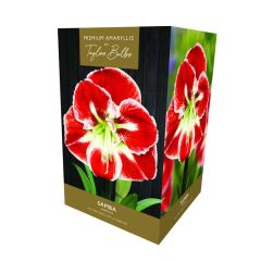 Taylors Amaryllis Samba