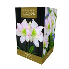 Taylors Amaryllis Picotee
