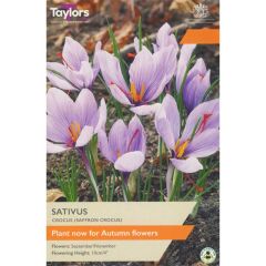 Crocus Sativus (Saffron Crocus)