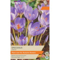 Crocus Speciosus