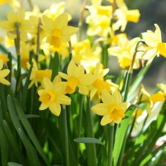 Narcissi Tete A Tete 70 Pack - Taylor's Bulbs